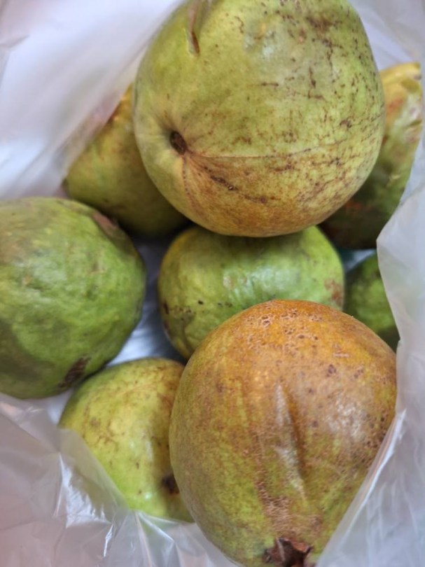Los Cristianos Guave – grüne Schale, rosa Fruchtfleisch, Psidium guajava, fagyérzékeny, gyümölcs